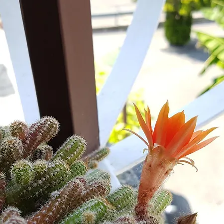 Koblar 게스트하우스 4*